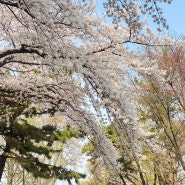 인천 벚꽃 명소 자유 공원의 낮과 밤 풍경 주차정보
