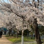 운정호수공원 벚꽃 개화가 활짝 4월7일 일요일의 벚꽃나들이