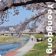 충북 여행지 영동 벚꽃명소 영동천 4월꽃구경 주말여행