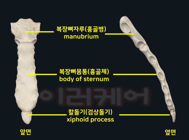 가슴우리를 구성하는 복장뼈(흉골, sternum)에 대해서 알아보아요 - 방문재활운동은 이러케어와 함께 ! : 네이버 블로그