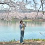 군산여행 - 은파호수공원 벚꽃 보러 아침 산책후기