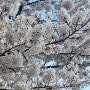 대구 벚꽃놀이 신천 고산골 산책(2024년 4월 6일)