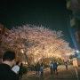 [평택벚꽃명소] 평택대학교 벚꽃축제 푸드트럭