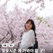 서울숲 벚꽃 명소 꽃사슴방사장 개화 실시간