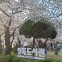 [서울벚꽃명소] 정독도서관 포토존이 많은 벚꽃길
