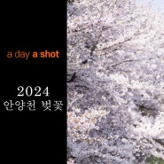 [a day a shot] 2024 벚꽃..오랫만에 안양천 벚꽃길을 걷다! 온세상이 벚꽃!