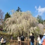 2024년 봄 벚꽃구경 국립현충원 수양벚꽃 추천