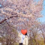 [일상] 동네 뒷산 벚꽃놀이