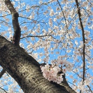 봄을 맞이해 벚꽃 구경다녀왔어요(사천 선진리성벚꽃)