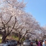 군산 벚꽃 축제 은파호수공원 - 4월 5일 현재 벚꽃 개화 정도, 주차, 사람, 입장료