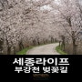 [세종라이프] 부강천 벚꽃길