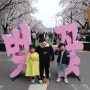2024 안동 벚꽃축제 안동 벚꽃명소 실시간 가볼만한곳