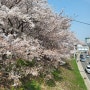 일상 : 224 당근 생식에 빠진 4월초 직딩일기 + 벚꽃팝콘 옴뇸뇸