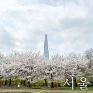 서울 피크닉 장소 올림픽공원 벚꽃 봄나들이