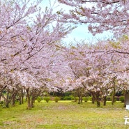 실시간 제주도 가볼만한곳 4월 동쪽 관광지 제주 혼인지 벚꽃