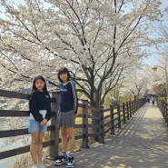 경기광주 중대물빛공원 벚꽃명소