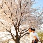 충주 중앙탑 자전거대여 근처 벚꽃구경 만개