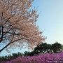 경기 부천[원미산 진달래축제&위조이 먹거리 축제]진달래 벚꽃 먹거리 축제 후기