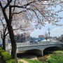홍성 벚꽃, 대교공원, 홍주성지순례길