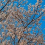 부천 벚꽃 명소 상동호수공원 봄나들이 수피아 예약팁