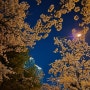 아산 벚꽃 명소 탕정 삼성고주변 밤산책