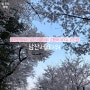 충무로역에서 순환버스 타고 남산 서울타워 가는법 24년 4월 6일 벚꽃 현재상황