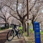 [라이딩] 24.04.07 강서낙동강변30리벚꽃길 자전거 라이딩, 왕복 48km