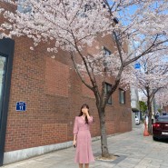 서울벚꽃명소 : 서촌 벚꽃길, 경희궁길 벚꽃 만개