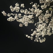 봄꽃이 만개한 4월 스케치: 글 없음