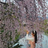 |창녕봄여행, 연지못 과 만년교| 전국에서 가장 빨리피는 벚꽃맛집 (3월방문 추천)