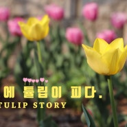 튤립 개화 상황(4월 튤립의 계절, 봄) - 시네다 아모르