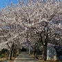 태안 벚꽃명소, 이원초등학교와 가제산