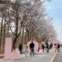 여주흥천남한강벚꽃축제 주차 화장실 교통약자배려 차 운행