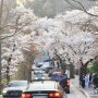 서울 벚꽃 명소 워커힐 길과 아차산 생태공원 어울림정원에서 만개한 벚꽃을 만나다