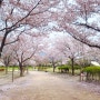 부산 벚꽃 명소 하단 을숙도생태공원 피크닉 봄나들이