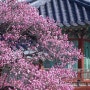을사늑약·고종 붕어 지켜본 덕수궁 살구나무엔…서울 봄꽃 명소