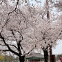 경주 벚꽃 당일치기 여행(+황리단길 소품샵 등)