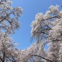 대전벚꽃 테미공원 : 너무 이쁘잖아..(주말방문후기)
