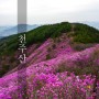 경남 진달래 추천 창원 천주산 진달래 주차장