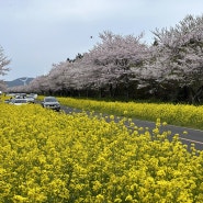 제주도 벚꽃 명소 녹산로 웃물교 실시간