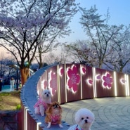 인천 벚꽃명소 수봉공원 벚꽃야경 강아지 견생샷
