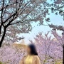 서울 벚꽃 명소 양재천 개화 현황, 포토스팟 추천