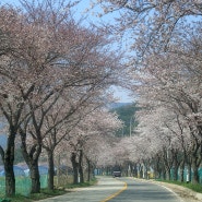 충남 벚꽃명소 4월꽃구경 갈만한곳 3곳 예산 신례원 상가리 벚꽃로 추사고택