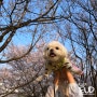 [서초] 강아지랑 서울 벚꽃 명소 추천, 몽마르뜨 공원 & 서리풀공원