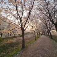 하남 벚꽃 현황 당정뜰 벚꽃비 산책