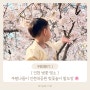 인천 벚꽃 명소 : 주말나들이로 인천대공원 벚꽃놀이 다녀왔어요 🌸