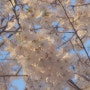 2024년 봄 벚꽃사진(구로거리공원, 우성아파트사거리)
