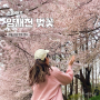 양재천 벚꽃 축제 피크닉 서울 강남 벚꽃 명소