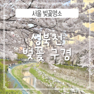 서울 벚꽃명소, 성북천 벚꽃만개 🌸