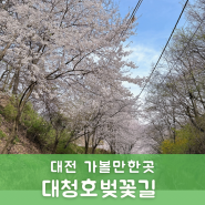 [대전가볼만한곳/대청호벚꽃길]2024년 4월 6일 실시간벚꽃